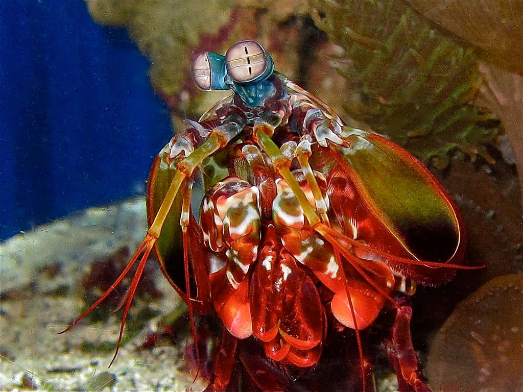 Peacock Mantis Shrimp, vibrant red and green, compound eyes, SD Desktop Wallpaper
