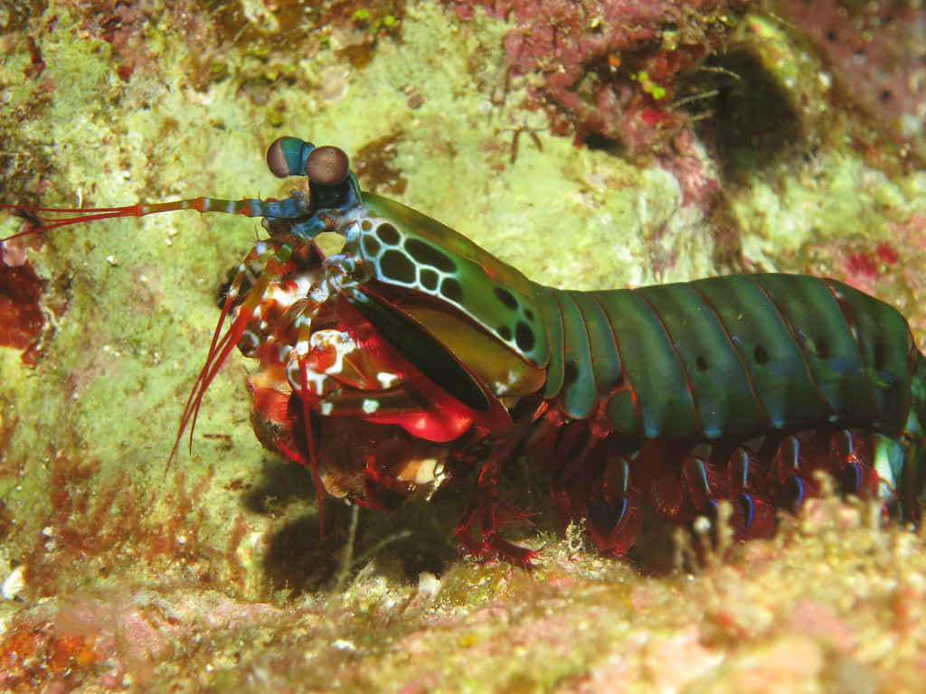 Peacock Mantis Shrimp, iridescent green and red patterns, textured coral reef, SD Desktop Wallpaper