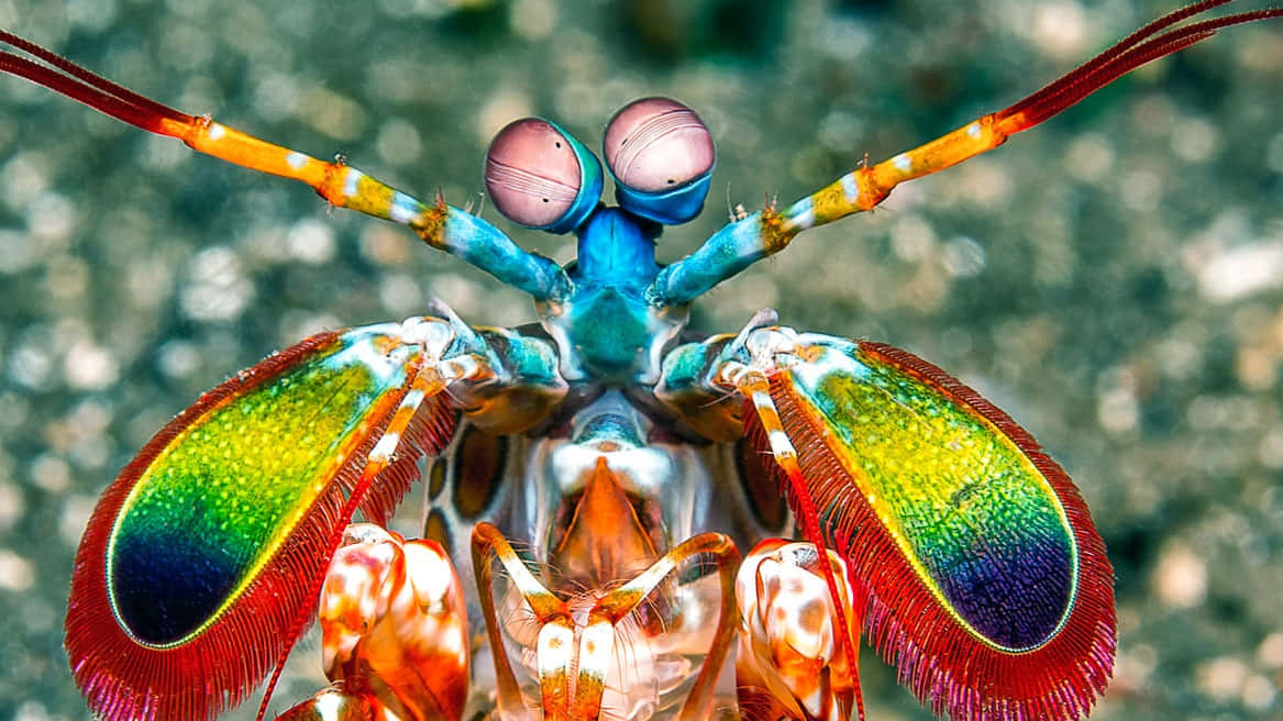 Peacock Mantis Shrimp, rainbow-hued eyes, orange-blue limbs, SD Desktop Wallpaper