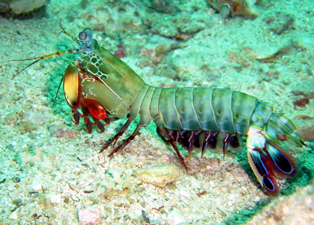 Peacock Mantis Shrimp, iridescent green, red hues, SD Desktop Wallpaper
