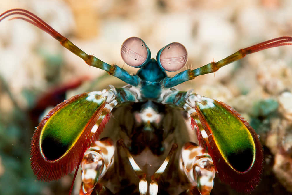 Peacock Mantis Shrimp, iridescent green claws, bulbous eyes, SD Desktop Wallpaper