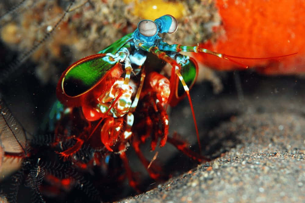 peacock mantis shrimp, iridescent green and red shell, large bulbous eyes, SD Desktop Wallpaper