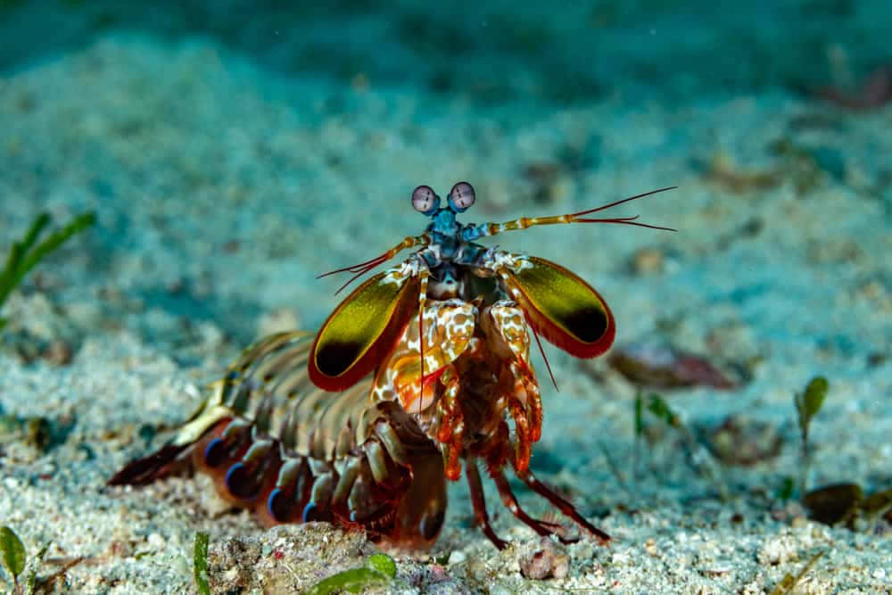 Peacock Mantis Shrimp, iridescent green and orange claws, sandy ocean floor, SD Desktop Wallpaper