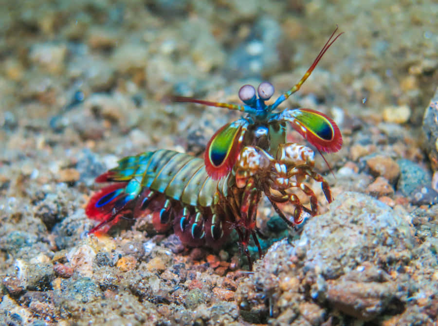 peacock mantis shrimp, sandy ocean floor, iridescent blues, SD Desktop Wallpaper