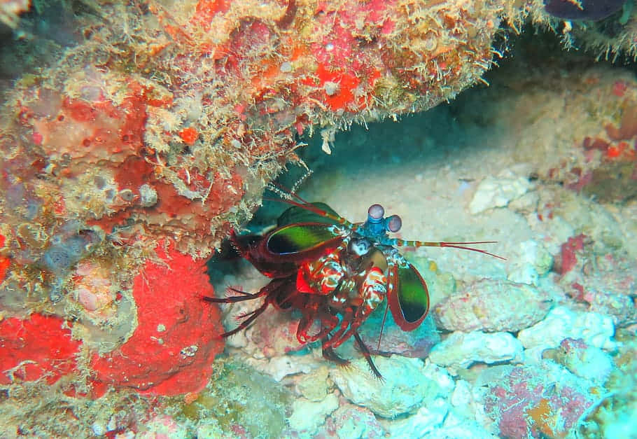 Peacock Mantis Shrimp, coral crevice, tropical waters, SD Desktop Wallpaper
