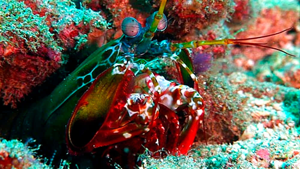 Peacock Mantis Shrimp, vibrant red and green, spotted claws, SD Desktop Wallpaper