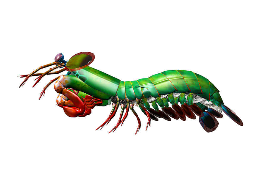 Peacock Mantis Shrimp, vibrant green and red, metallic sheen, SD Desktop Wallpaper
