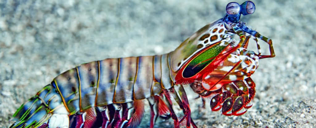 Peacock Mantis Shrimp, iridescent blue green and red patterns, sandy ocean floor, SD Desktop Wallpaper