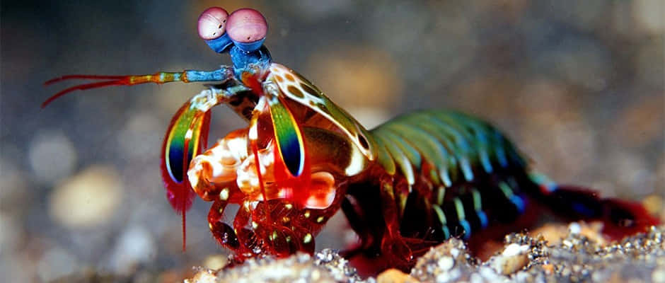 peacock mantis shrimp, rainbow claws, pink eyes, SD Desktop Wallpaper