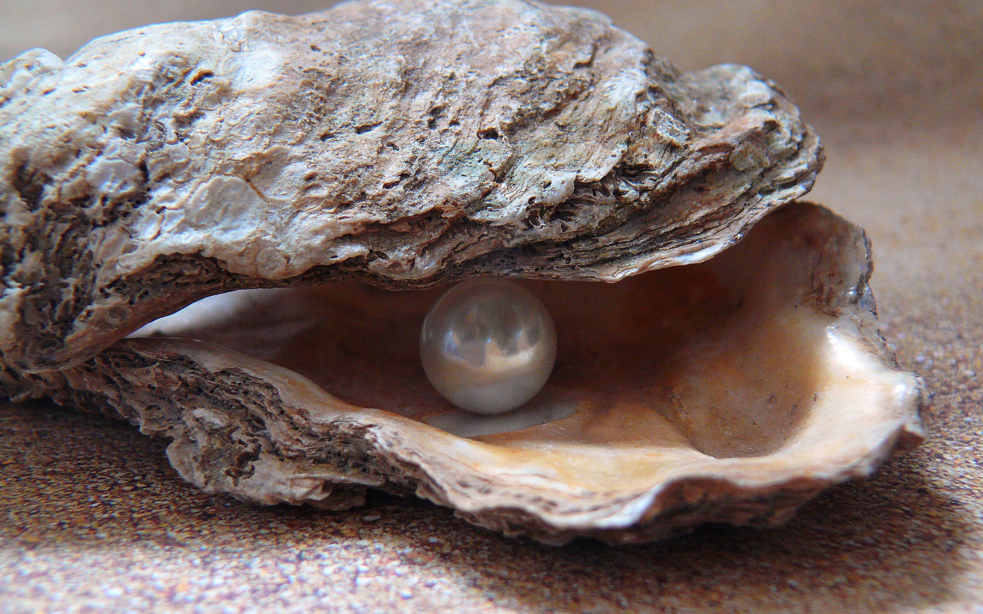 pearl, oyster shell, textured sand, Full HD Desktop Wallpaper