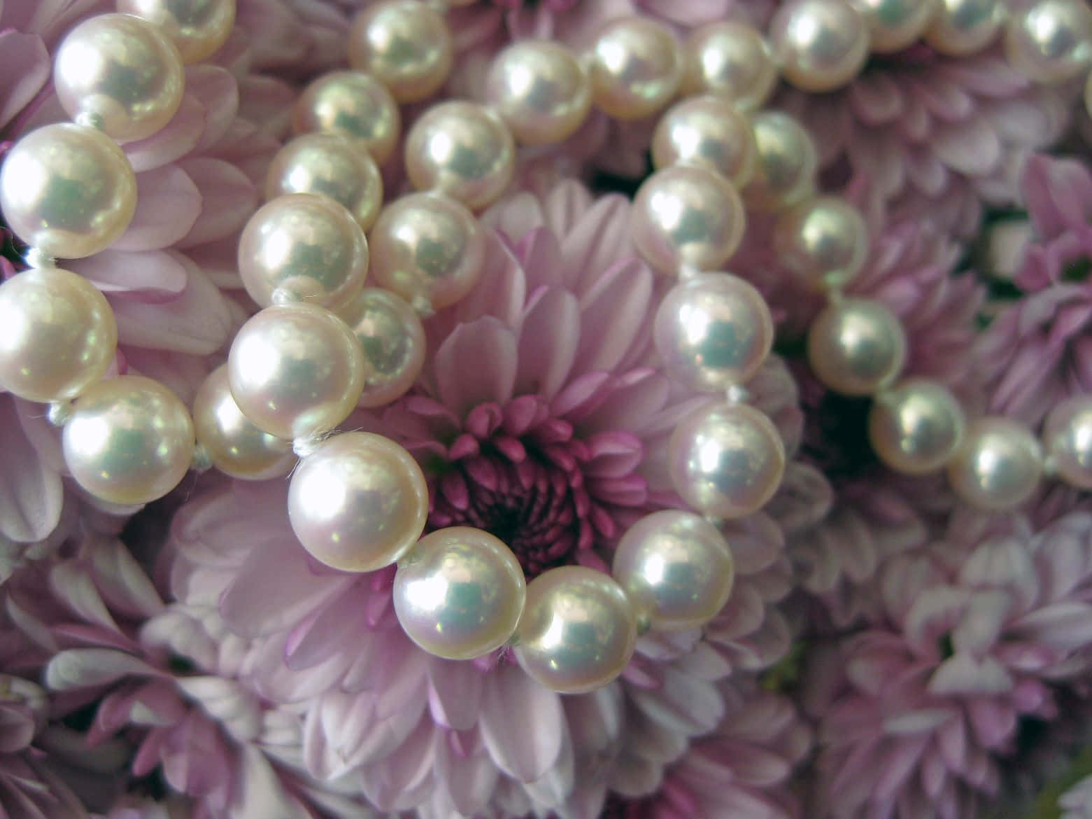 pearl necklace, pink chrysanthemums, cream pearls, HD Desktop Wallpaper