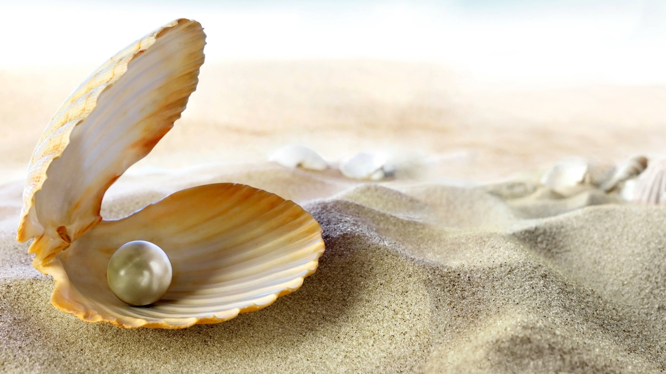 pearl, white beach, seashell, 2K Desktop Wallpaper