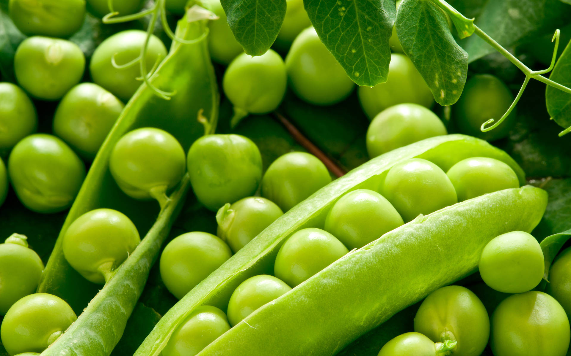 vegetable, Egyptian green peas, leaves, Full HD Desktop Wallpaper
