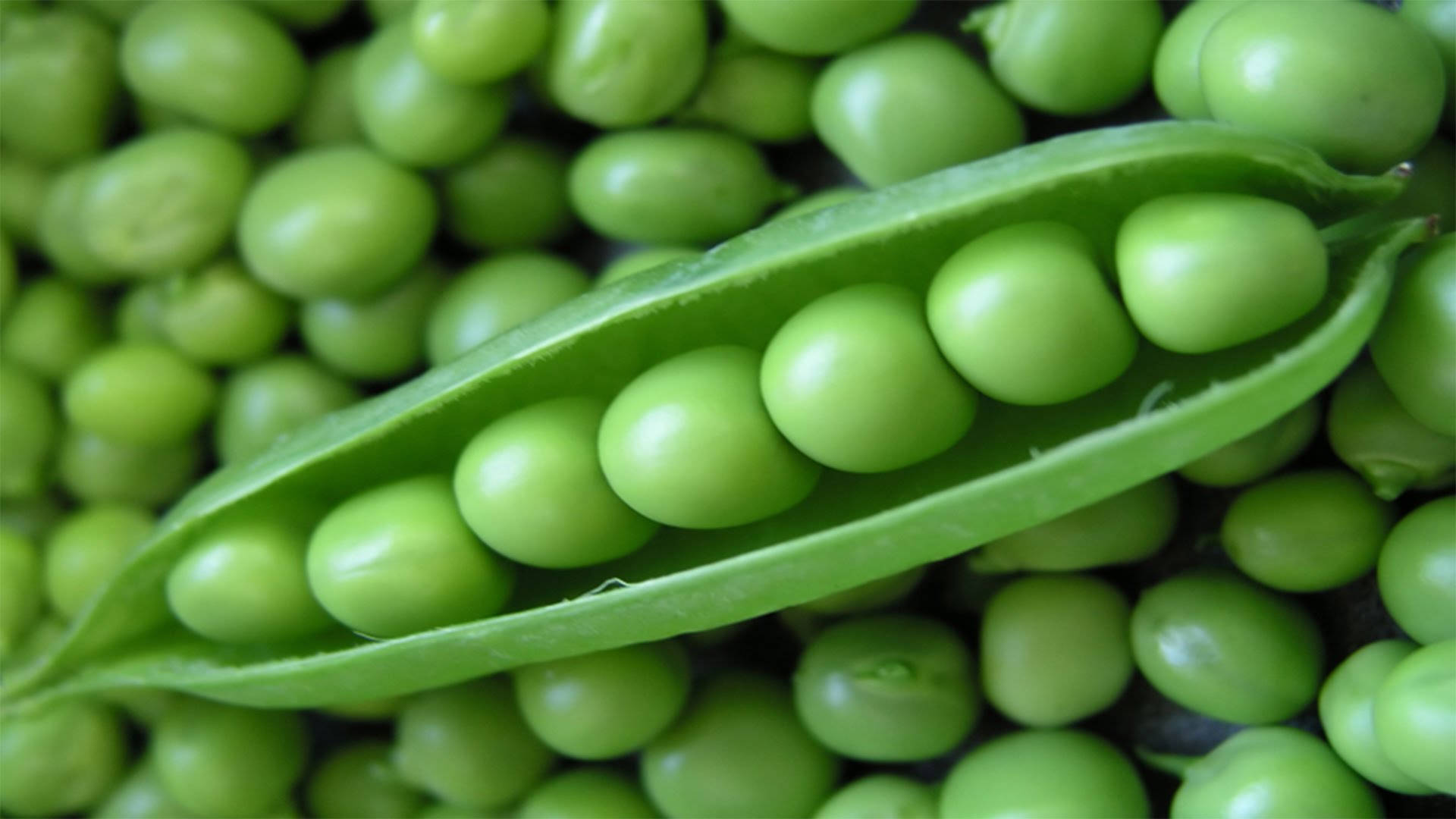 green peas, peas pod, close-up, Full HD Desktop Wallpaper