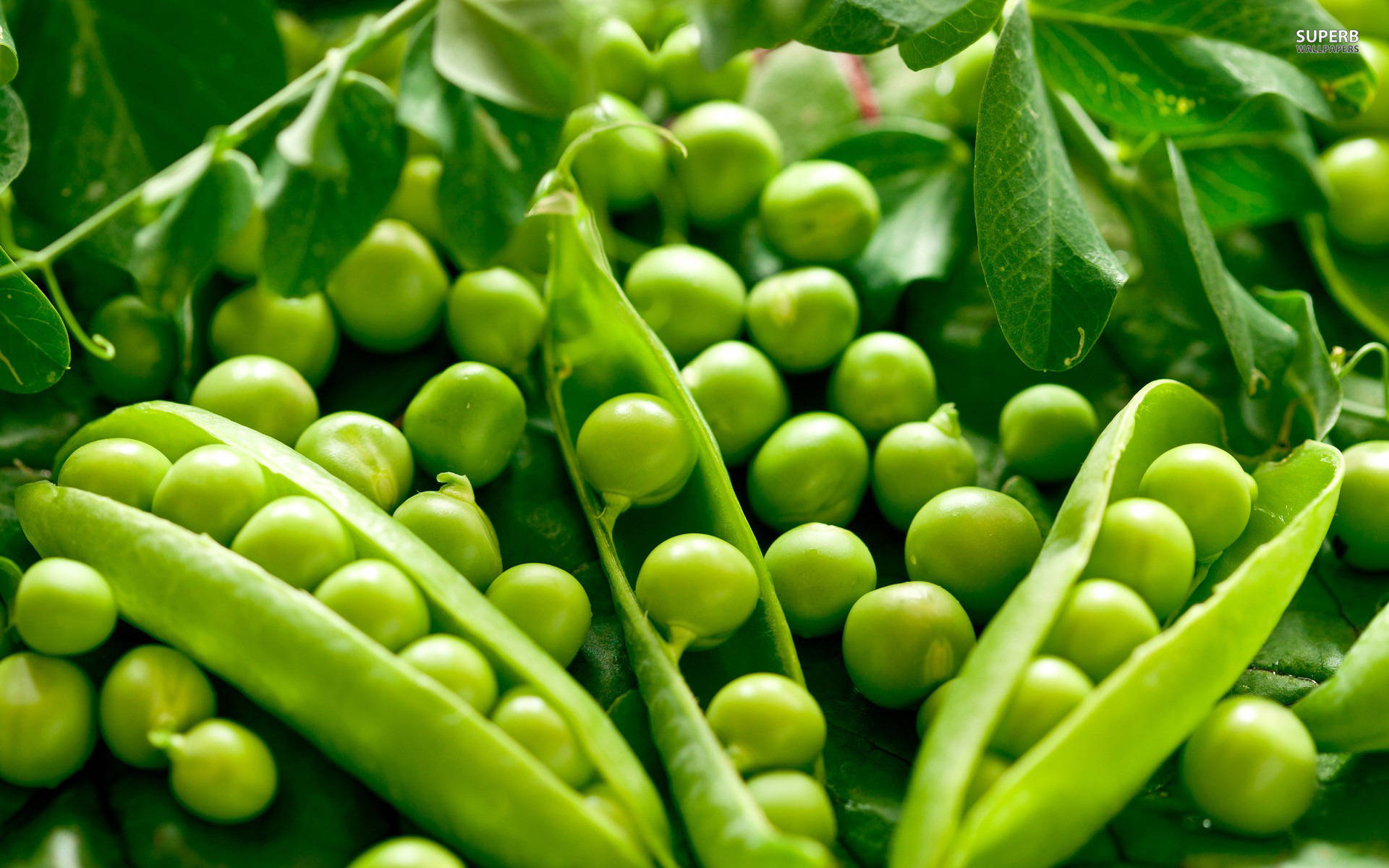 green peas, opened pod, vibrant leaves, Full HD Desktop Wallpaper