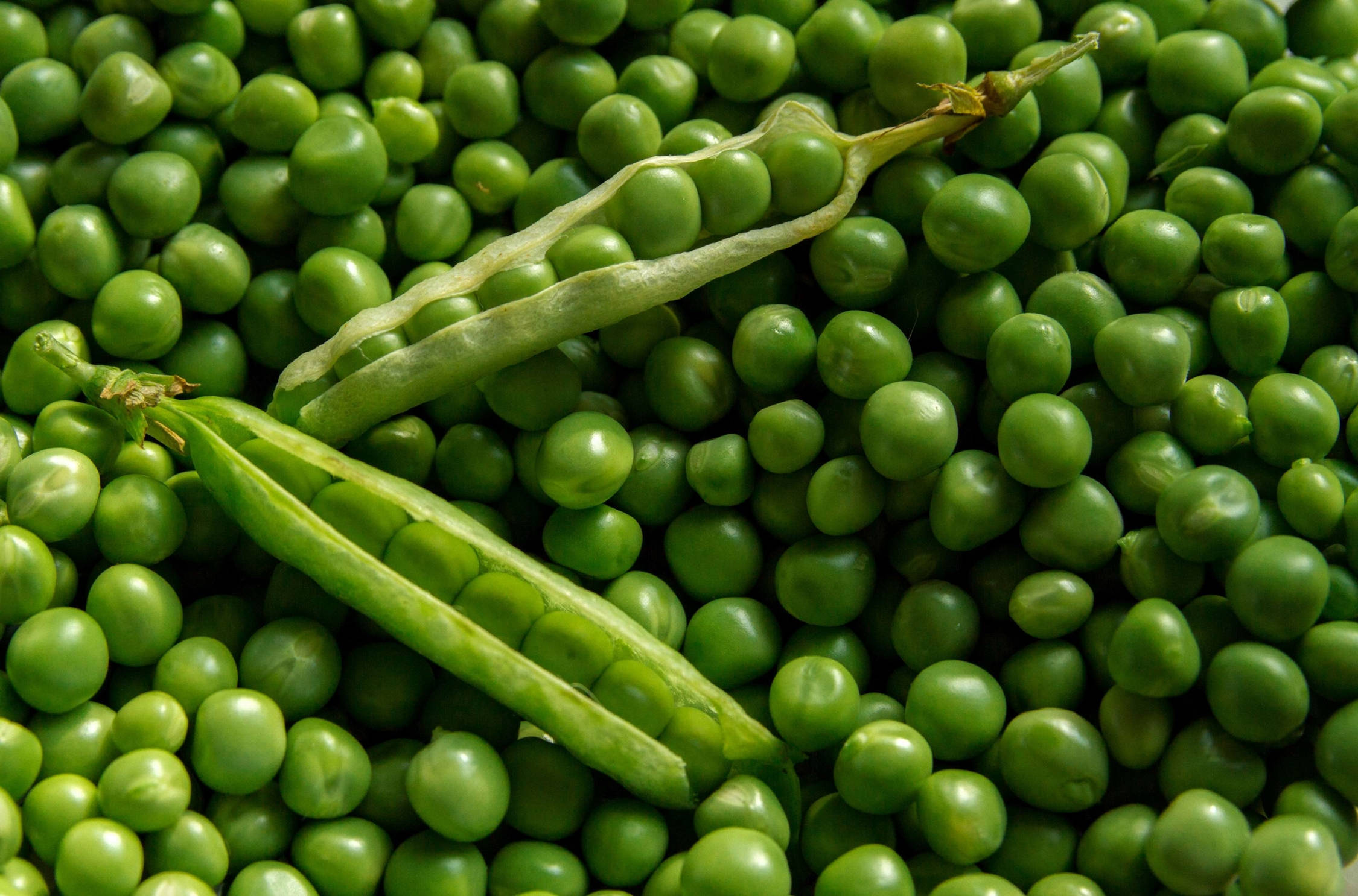 green peas, peas pods, vibrant green, Full HD Desktop Wallpaper