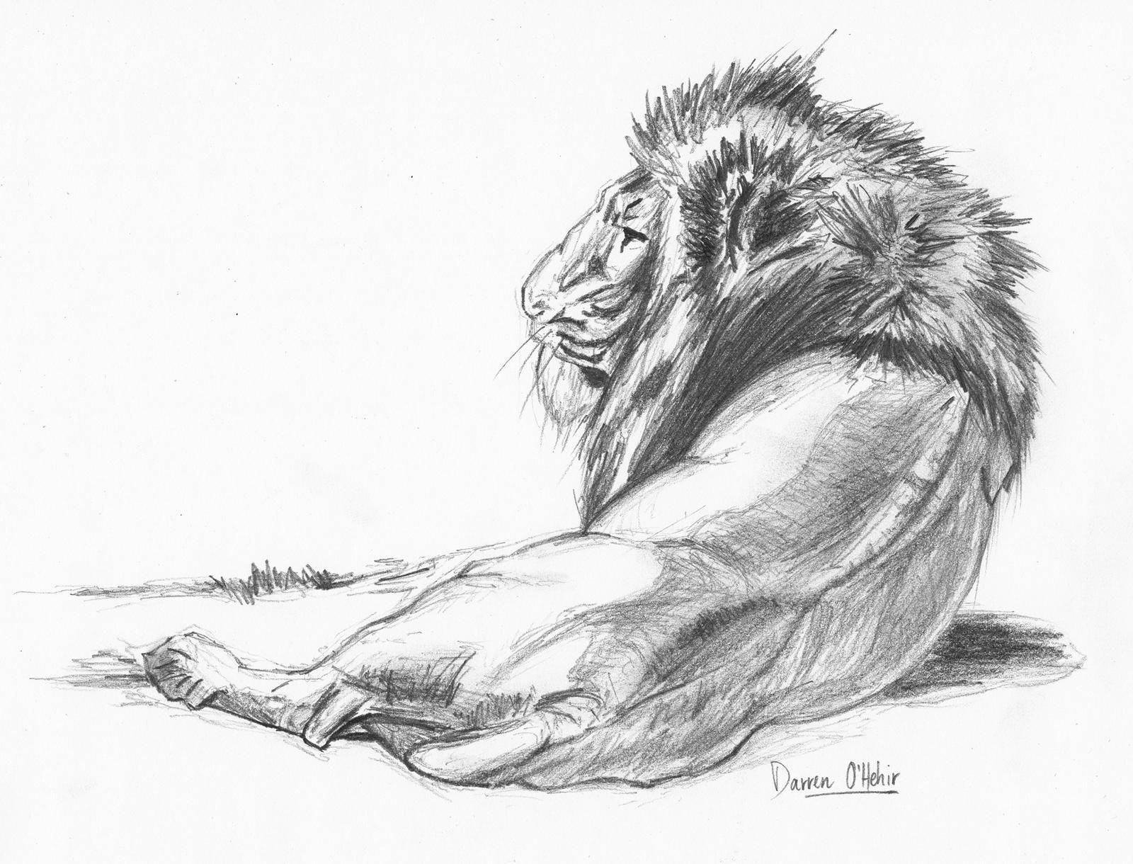 lion, pencil drawing, profile, HD Desktop Wallpaper