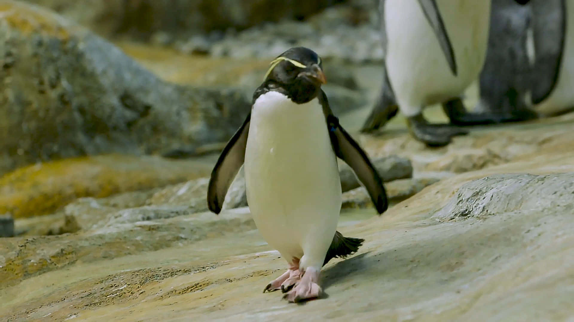 Penguins Of Madagascar, yellow-eyed penguin, sunlit rocks, Full HD Desktop Wallpaper