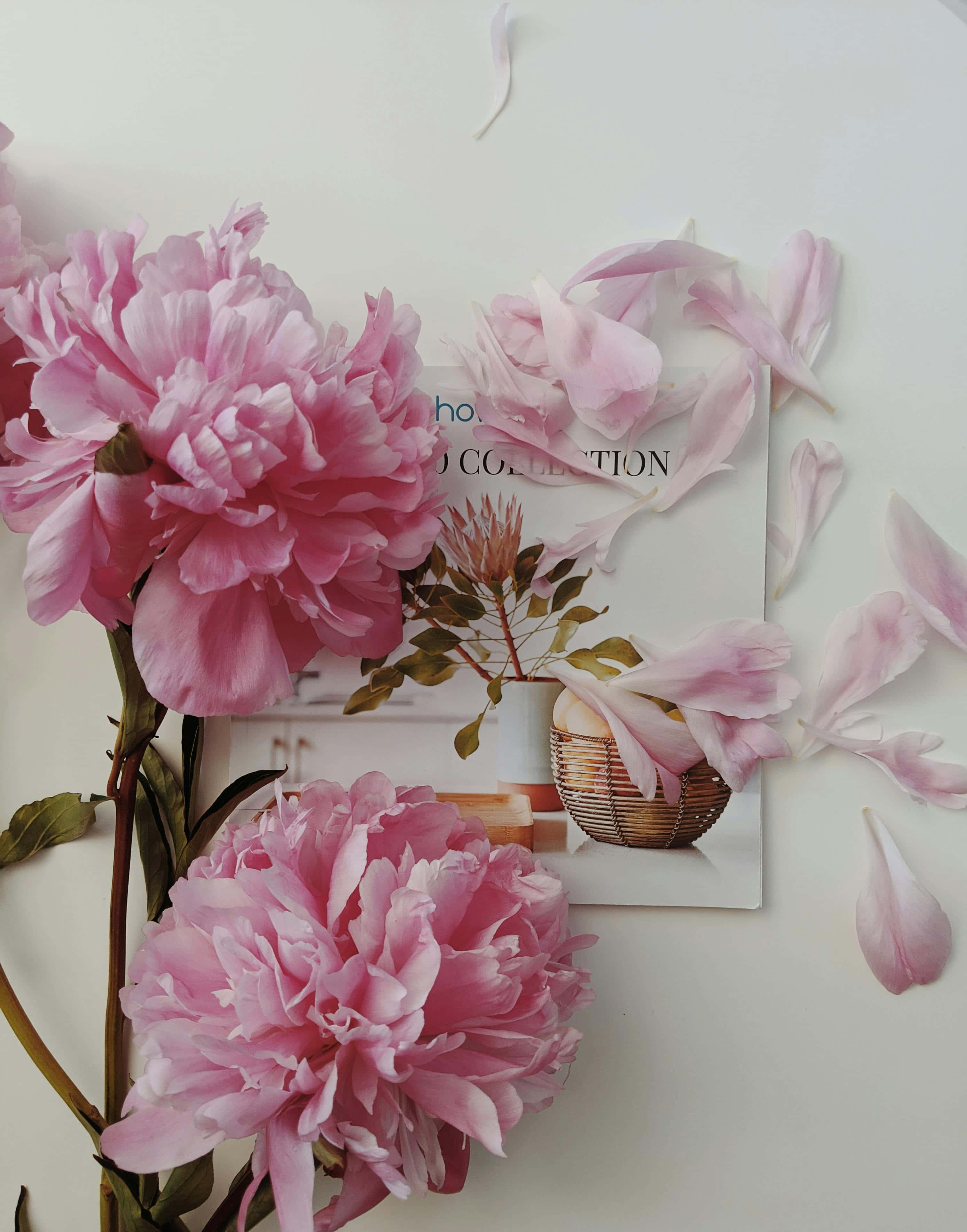 pink peony, lush pink peonies, scattered petals, 4K Phone Wallpaper