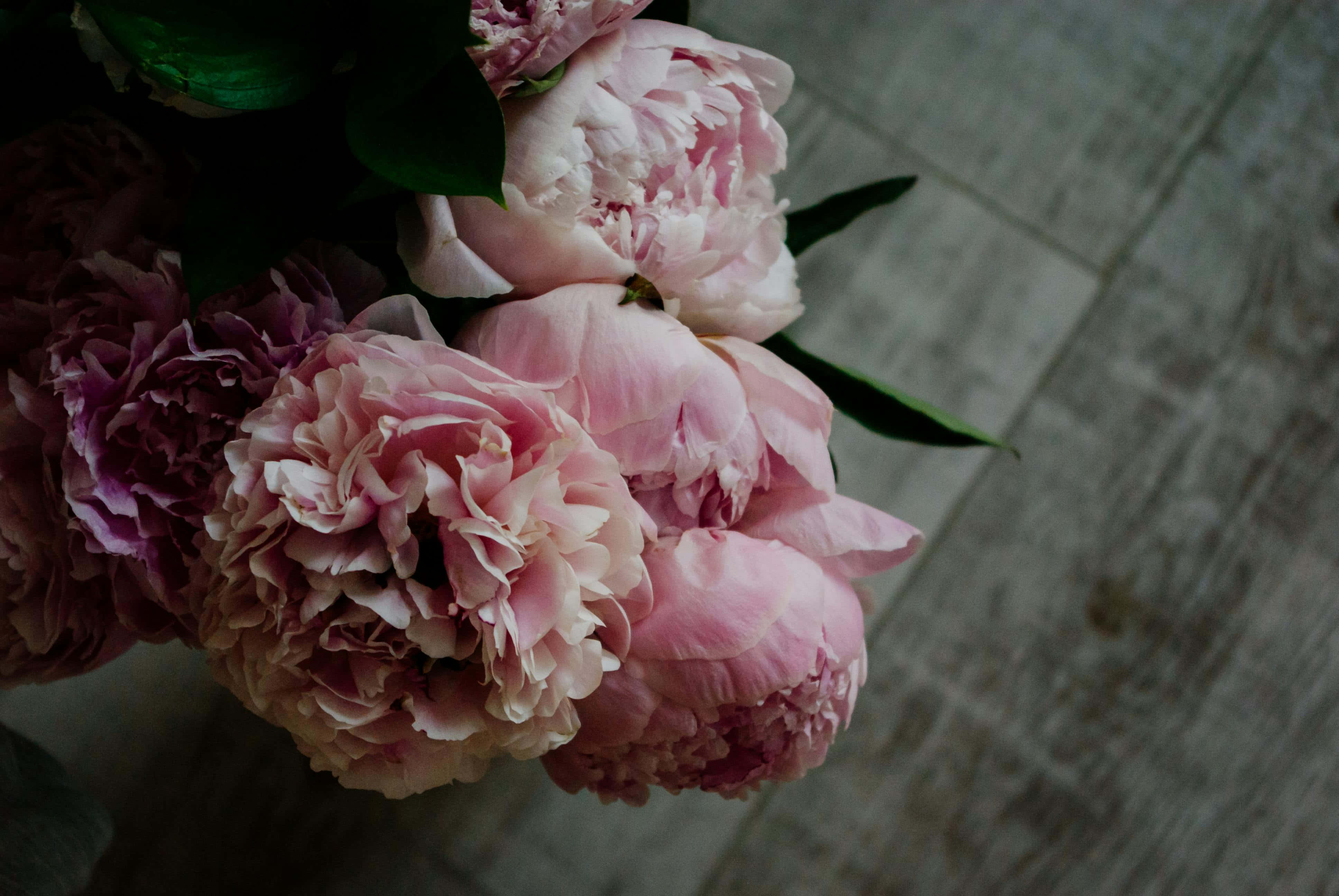 elegant pink peonies, top view, soft pink, 4K Desktop Wallpaper