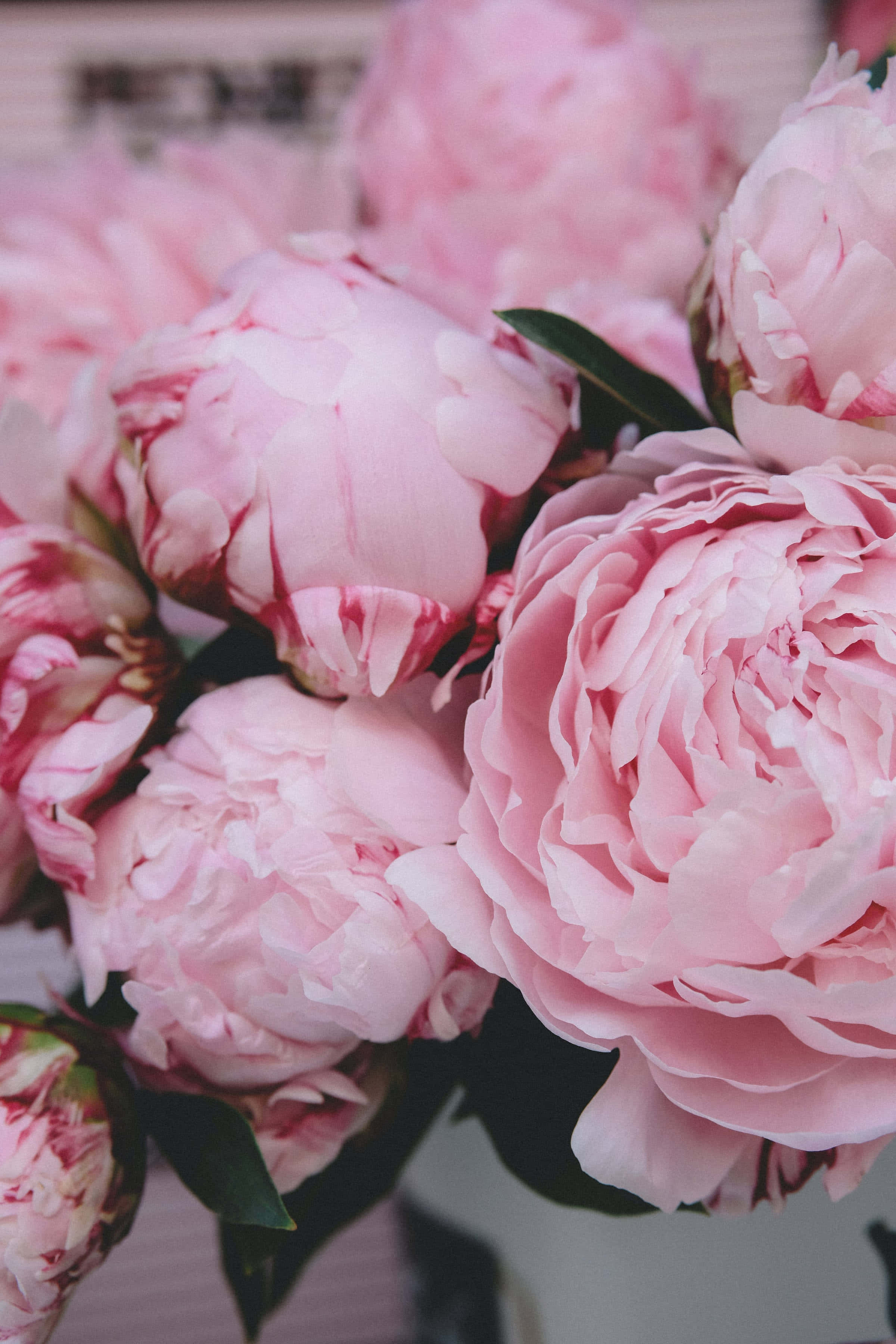 blooming pink peonies, soft pink peonies, delicate layered petals, 2K Phone Wallpaper