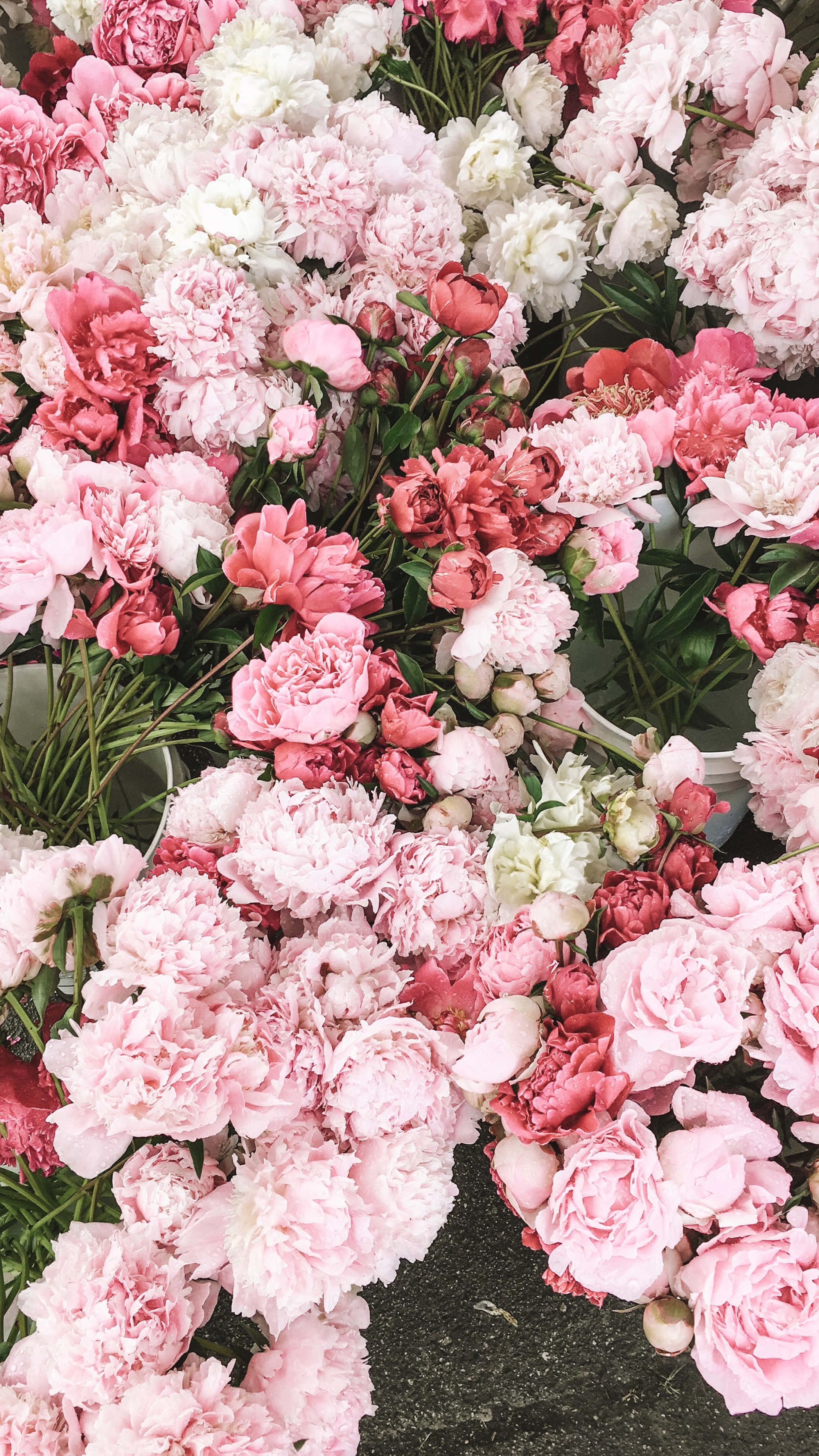 Blooming Peony Collection, pink peonies, white peonies, 2K Phone Wallpaper