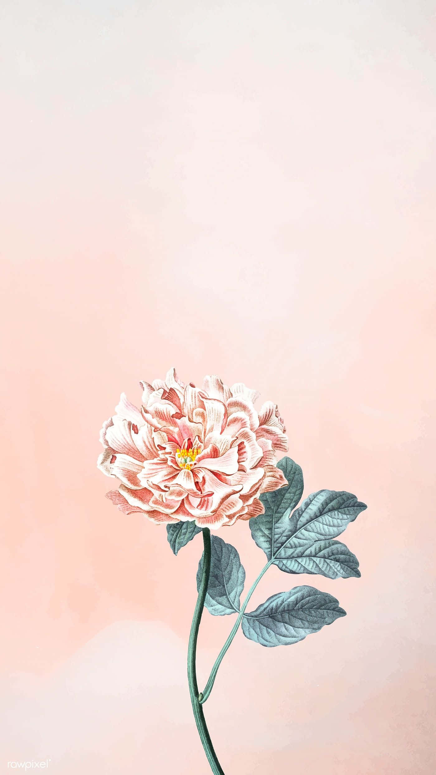 peony, pink, teal leaves, Full HD Phone Wallpaper