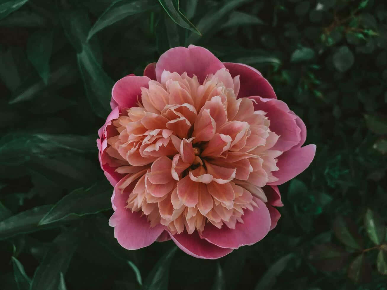 peony, pink petals, deep magenta outer edges, HD Desktop Wallpaper