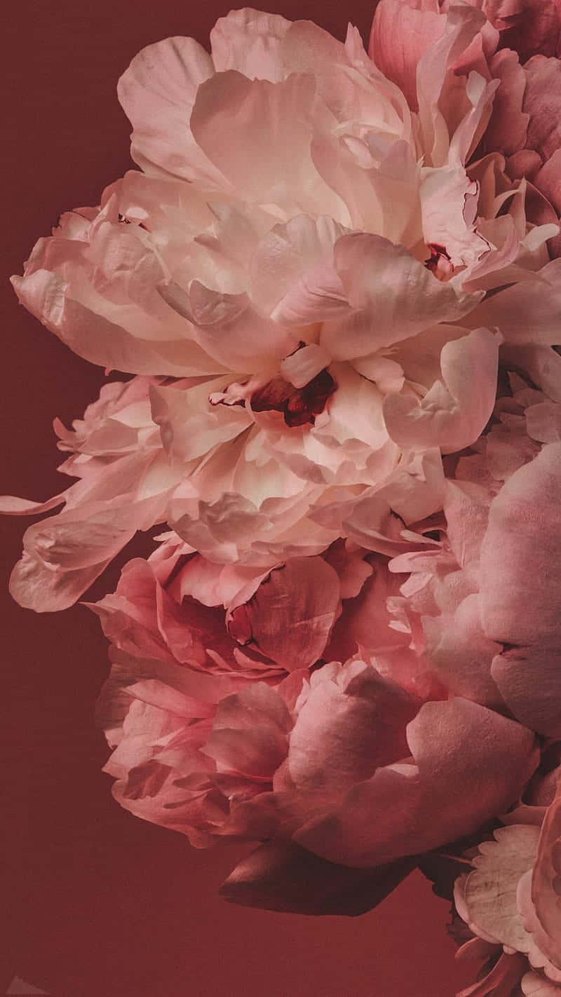 blush peony blooms aesthetic, lush pink peonies, delicate layered petals, HD Phone Wallpaper