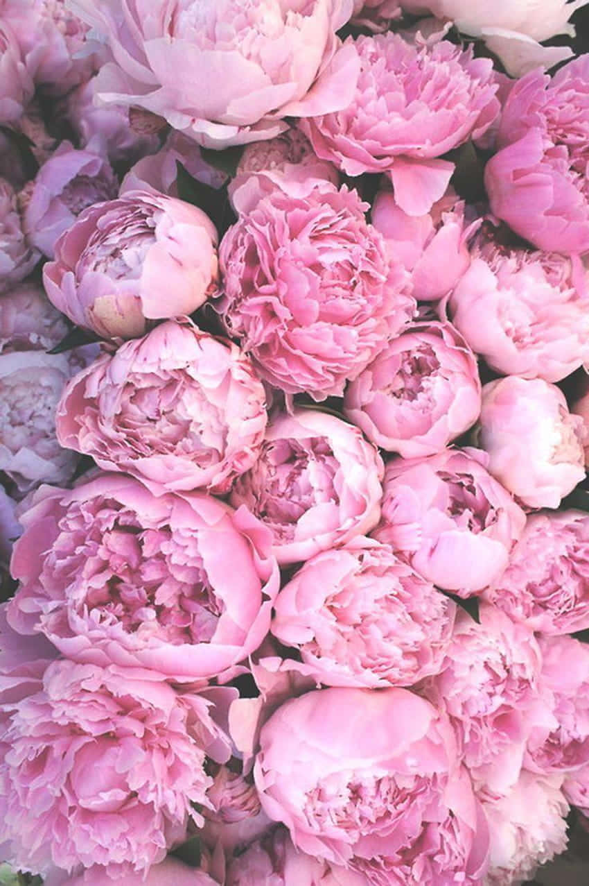 Blushing Peony Bouquet, soft pink peonies, layered petals, SD Phone Wallpaper