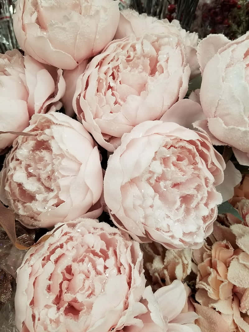 blush peony blooms, soft pink peonies, delicate layered petals, SD Phone Wallpaper