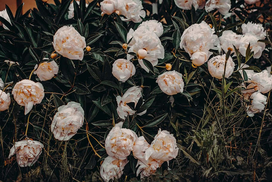 peony, peach, dark green leaves, SD Desktop Wallpaper