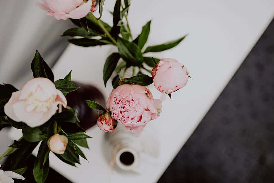 peony, soft pink peonies, green leaves, SD Desktop Wallpaper
