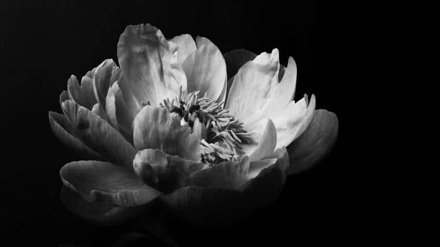 monochrome peony, full bloom, delicate layered petals, SD Desktop Wallpaper