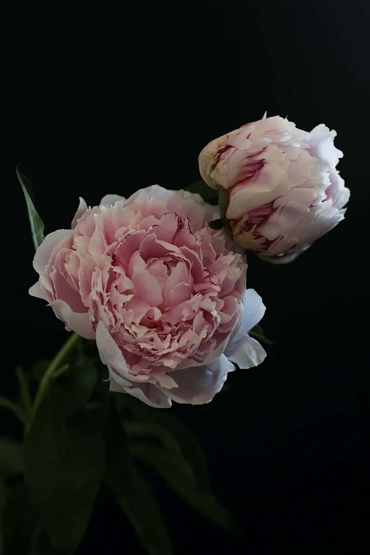 Peony iPhone