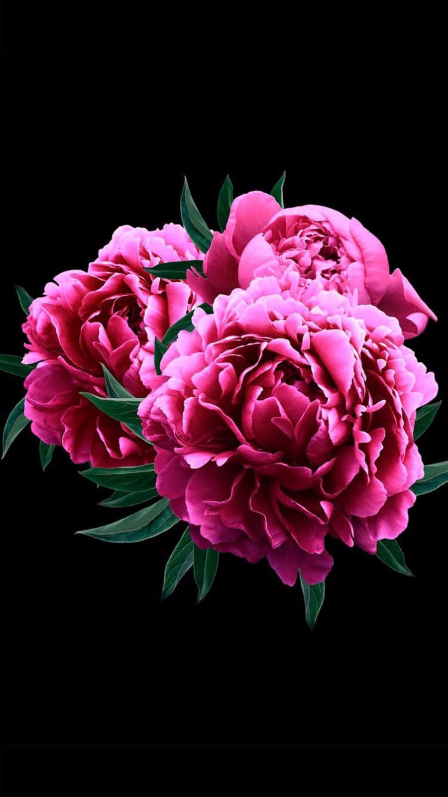 Peony iPhone, pink peony flowers, vibrant colors, HD Phone Wallpaper