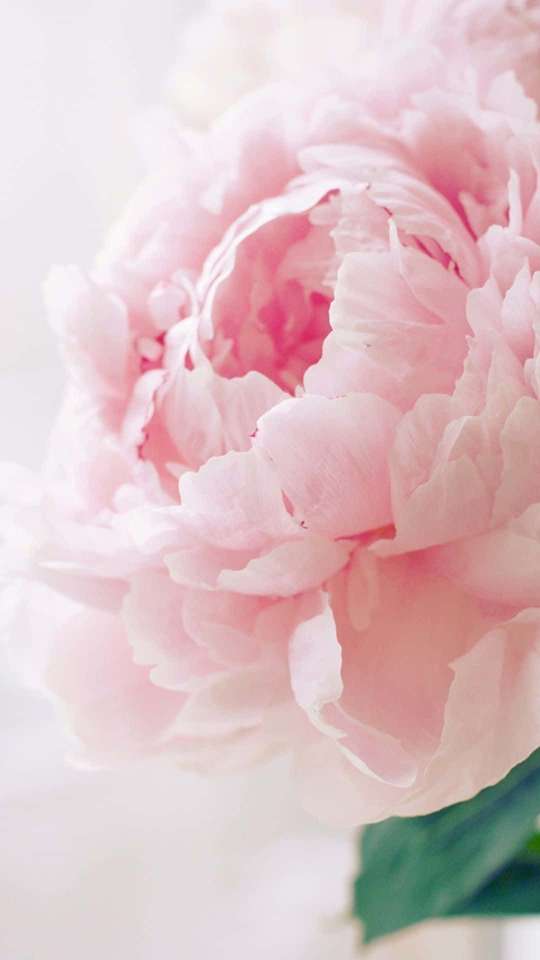 Peony iPhone, peony, soft pink, Full HD Phone Wallpaper