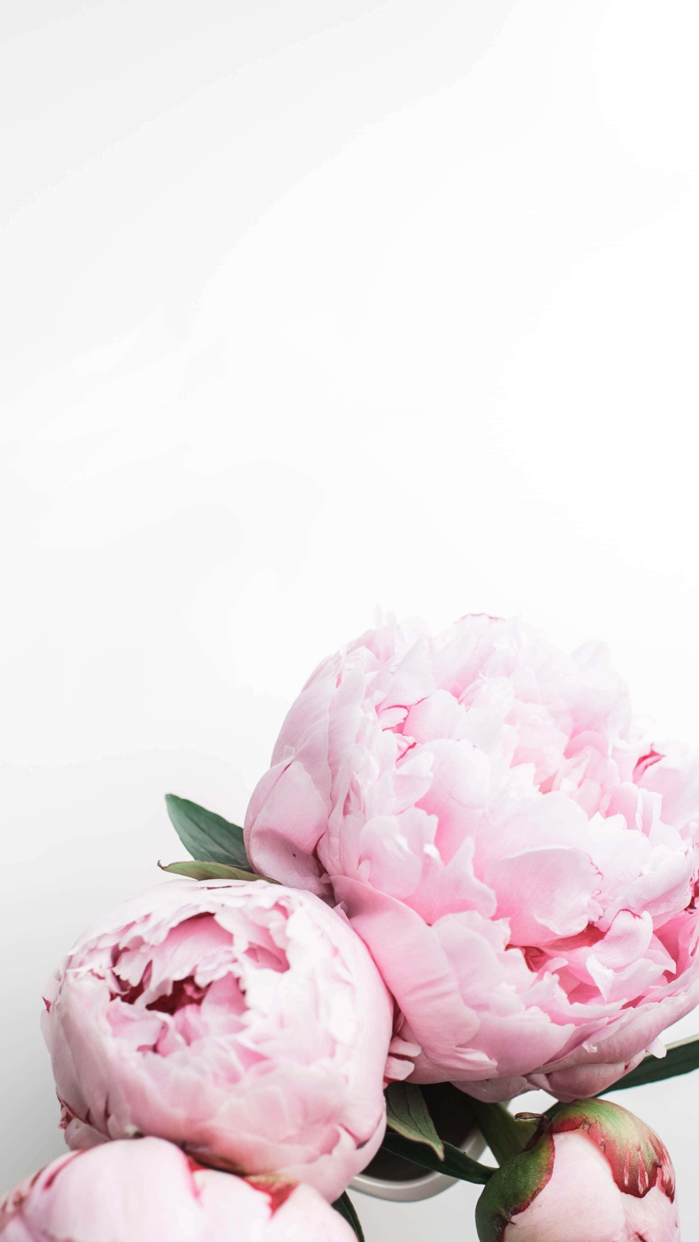 peony, pink peonies, vase, 4K Phone Wallpaper