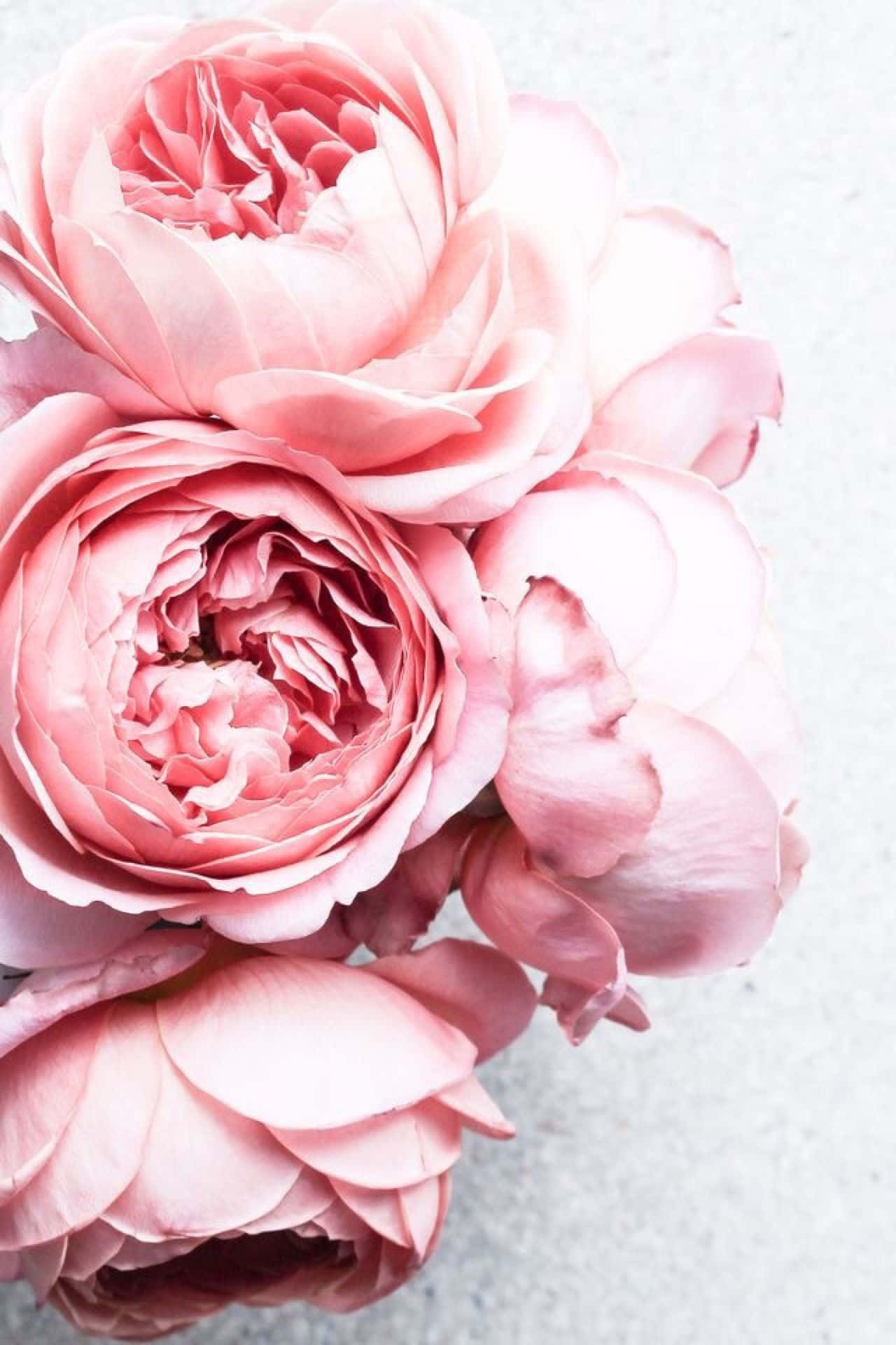 Peony iPhone, soft pink peonies, muted gray background, Full HD Phone Wallpaper