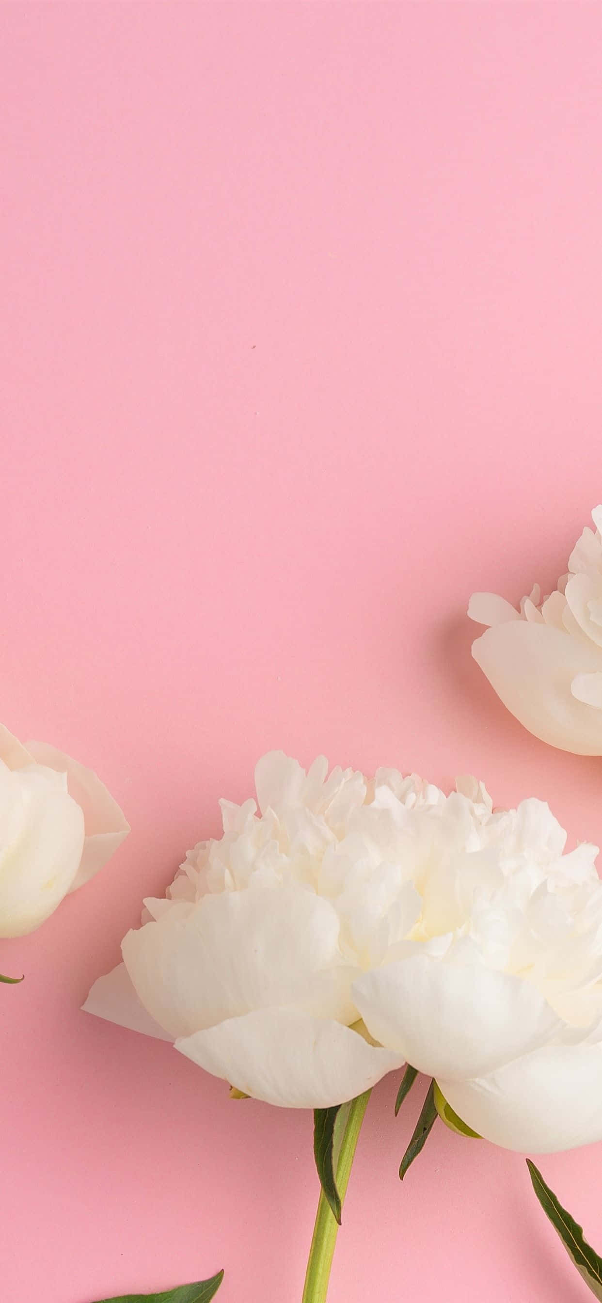 Peony, iPhone, white peonies, 2K Phone Wallpaper
