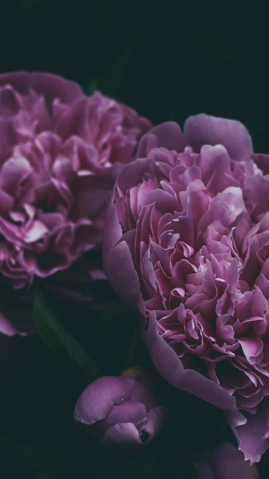 Peony, iPhone, purple peonies, HD Phone Wallpaper