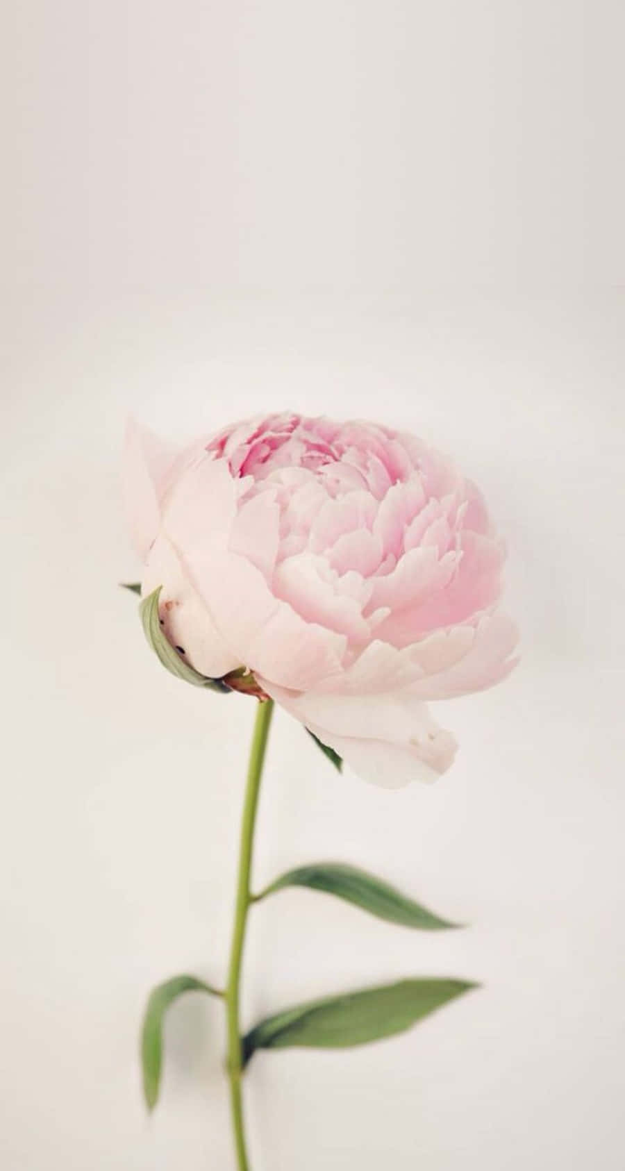 peony, iPhone, pink, HD Phone Wallpaper