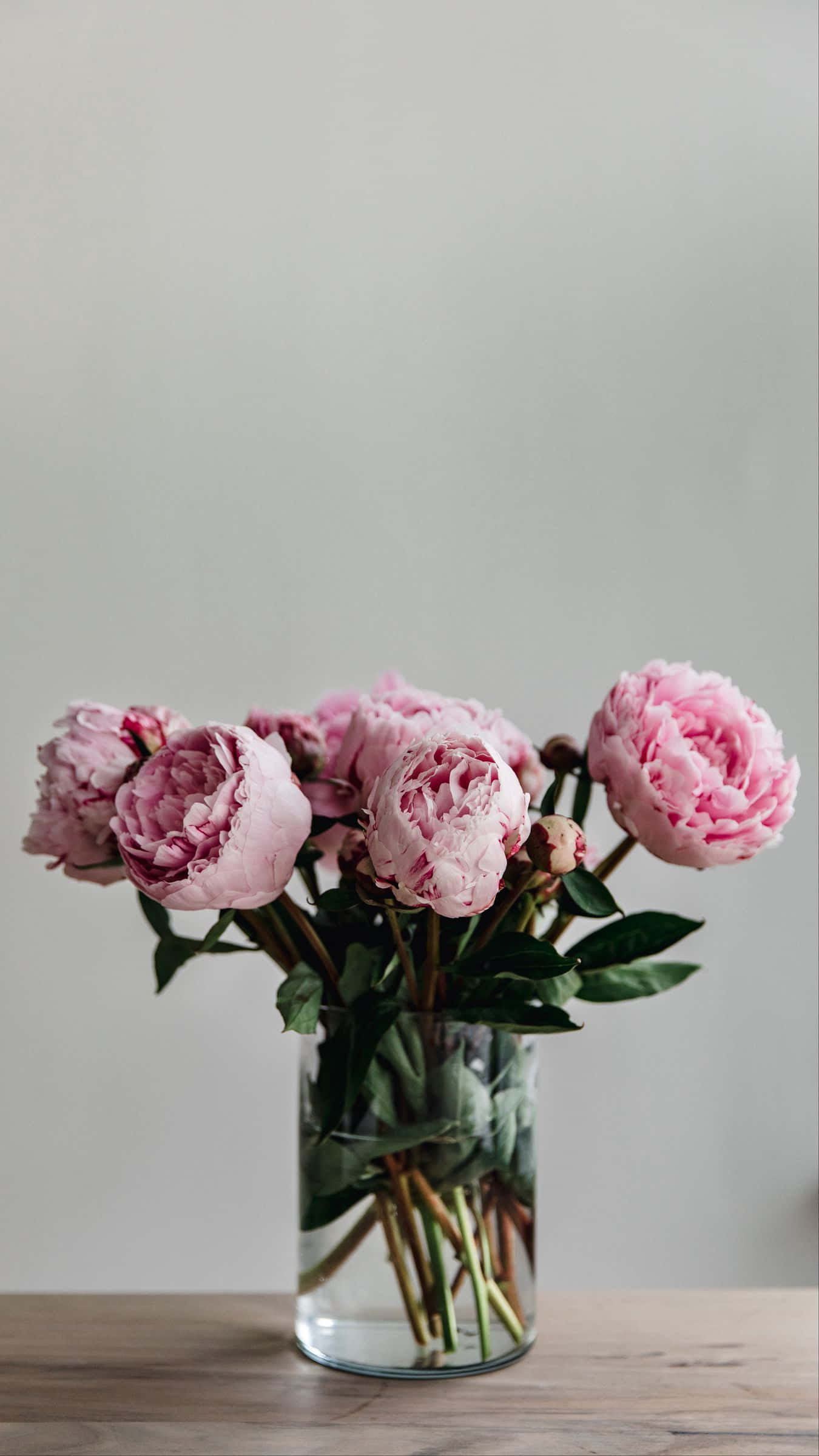 Peony iPhone, pink peonies, green leaves, Full HD Phone Wallpaper