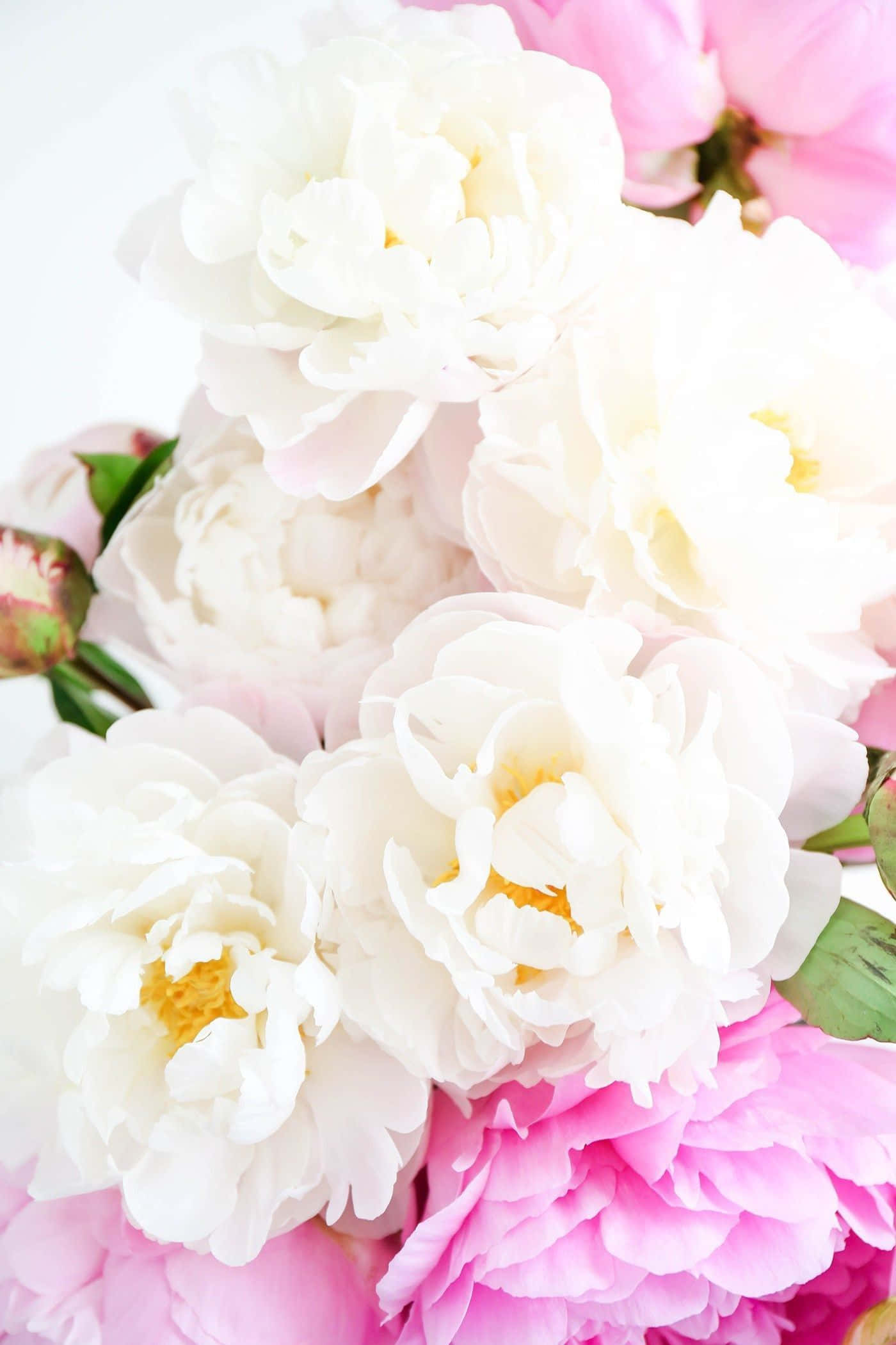 Peony iPhone, white, pink peonies, Full HD Phone Wallpaper