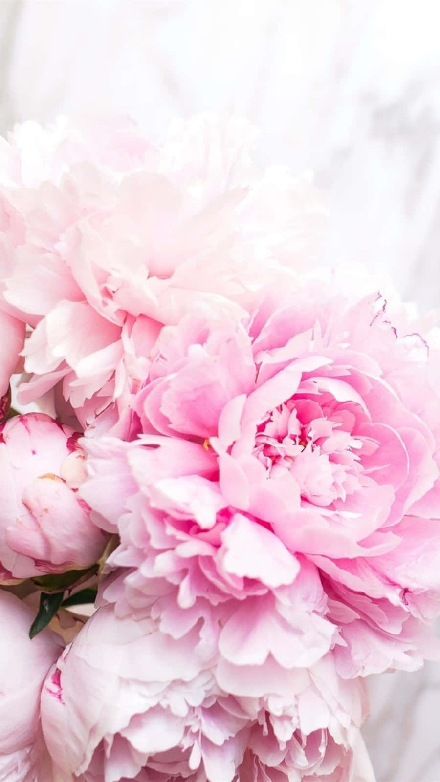 peony, iPhone, pink peonies, HD Phone Wallpaper