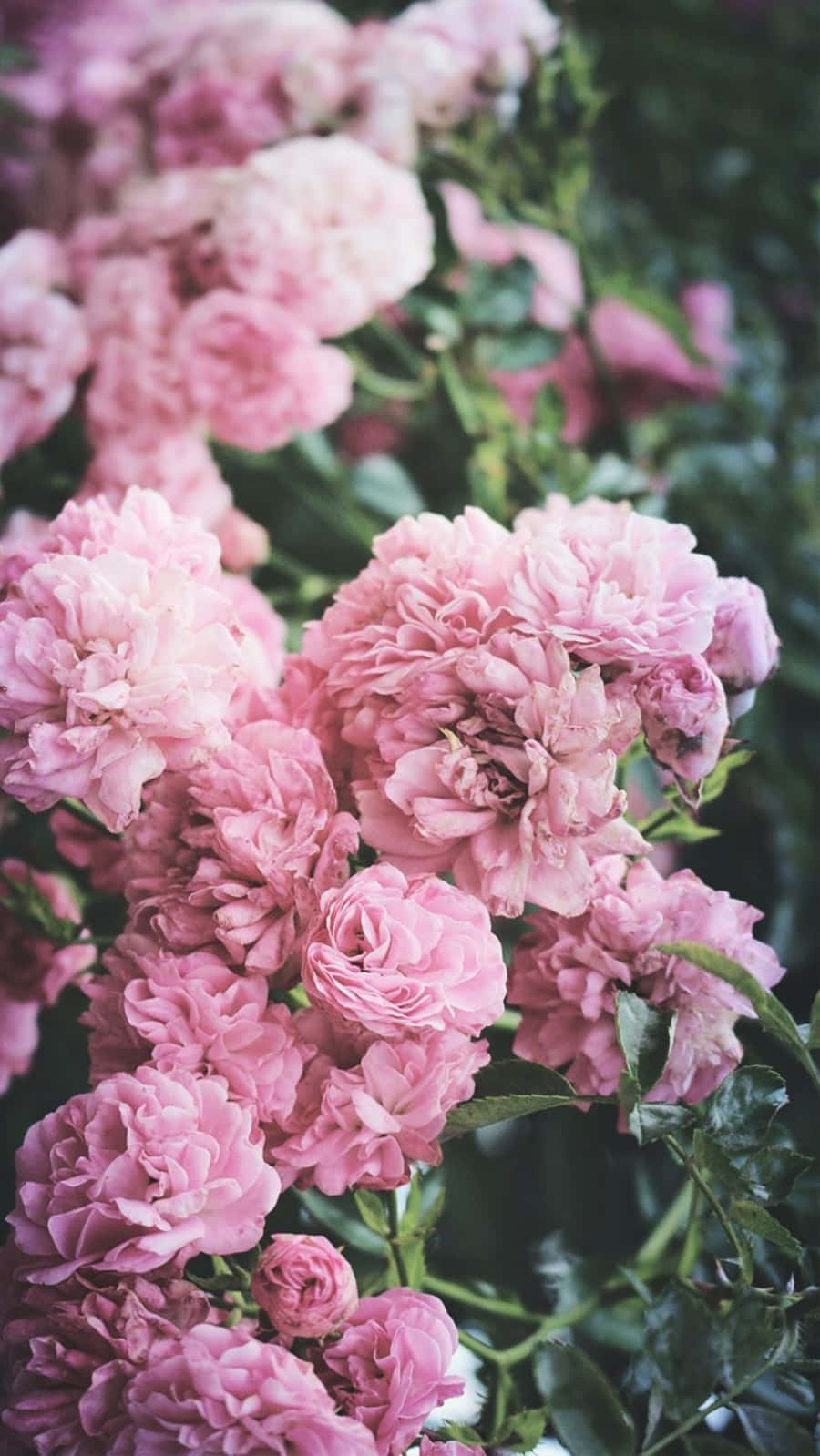 Peony iPhone, soft pink roses, delicate petals, HD Phone Wallpaper