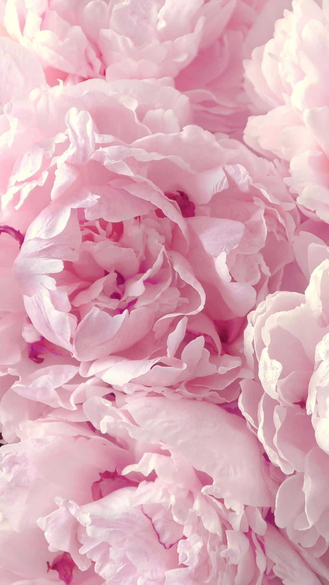 Peony iPhone, pastel pink, peony bloom, Full HD Phone Wallpaper