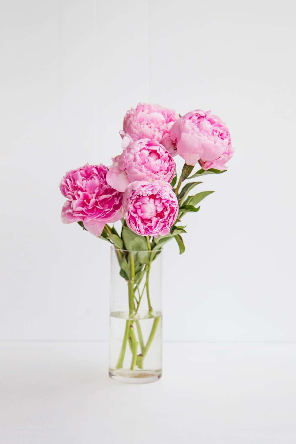 Peony iPhone, pink peonies, vase, HD Phone Wallpaper
