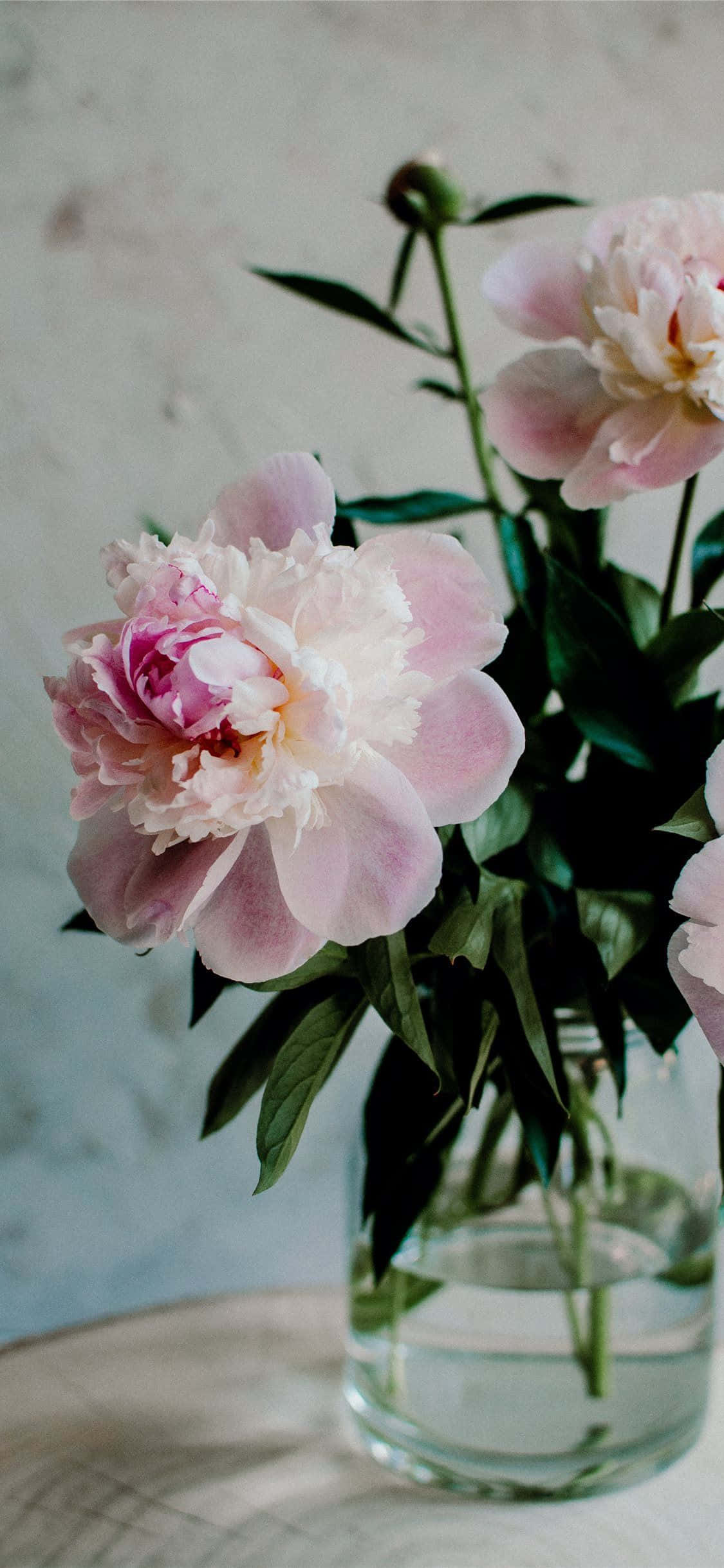 Peony iPhone, light pink peonies, clear glass vase, Full HD Phone Wallpaper