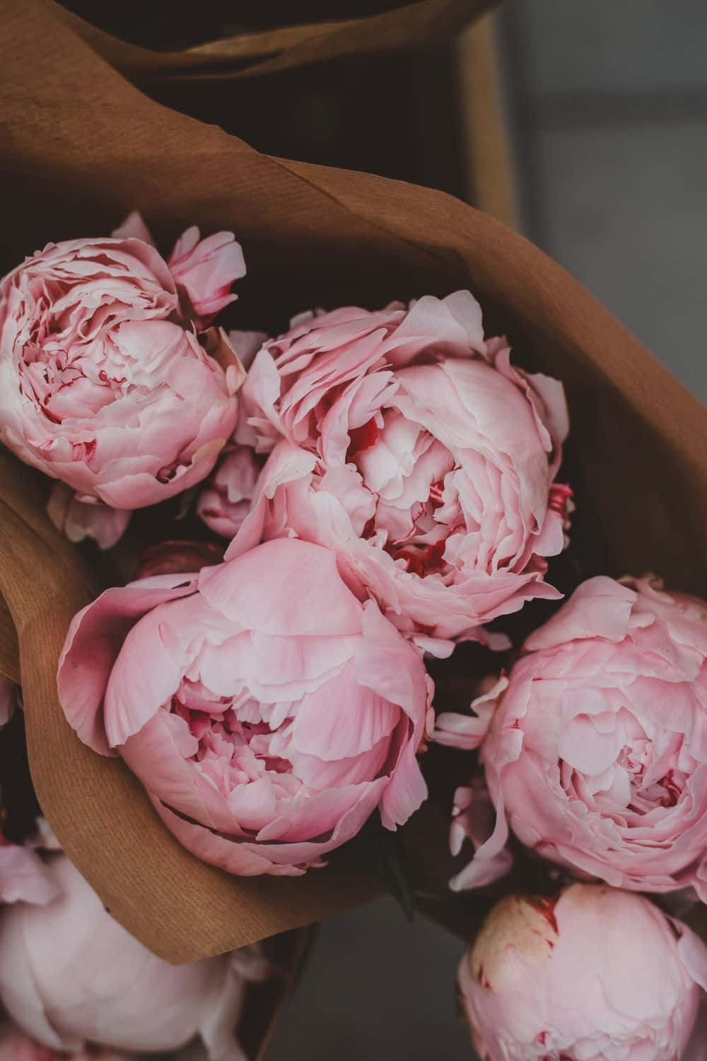 Peony, iPhone, pink peonies, HD Phone Wallpaper